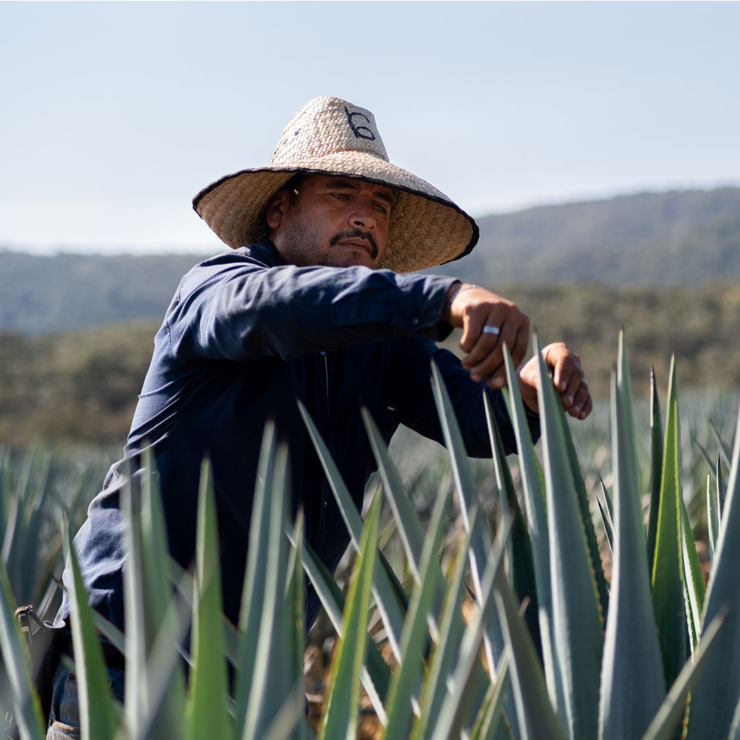 Selecting the Agaves